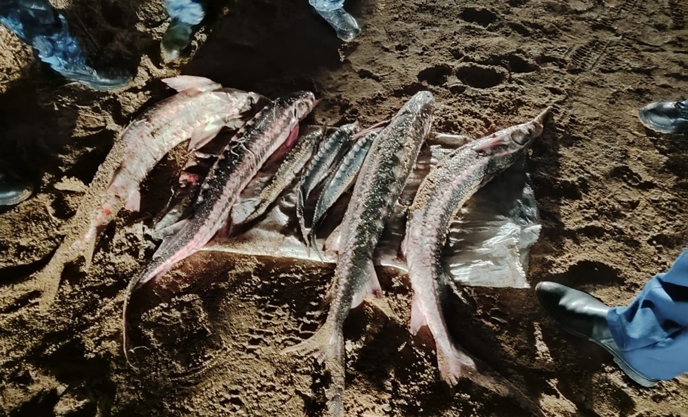 фото пресс-службы «Жайык-Каспийской межобластной бассейновой инспекции рыбного хозяйства»