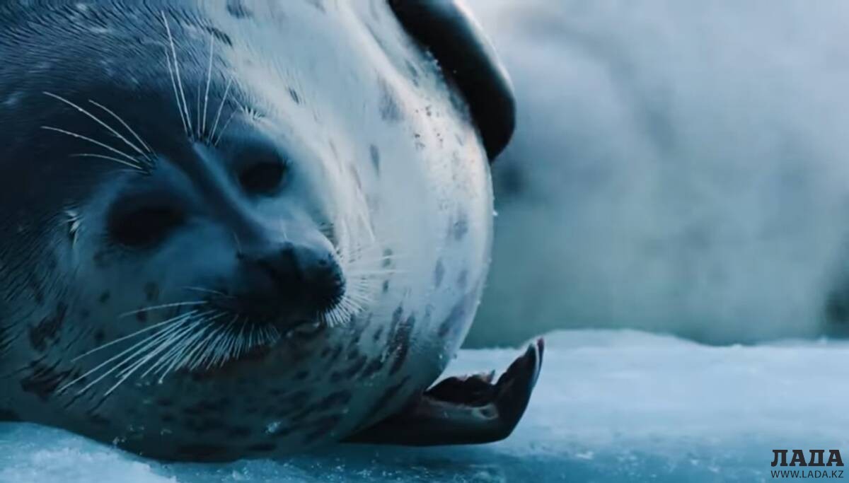 Каспийский тюлень. Кадр видео