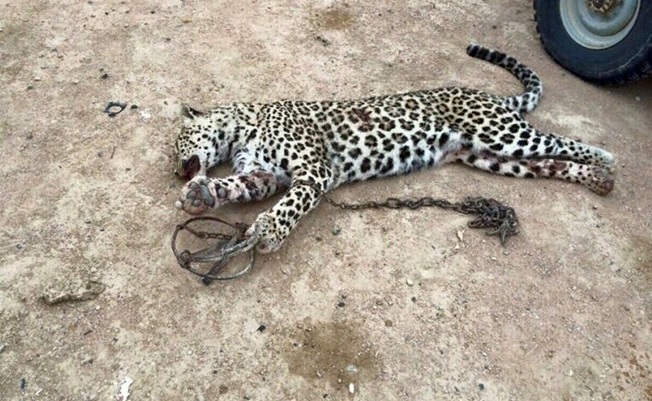 Переднеазиатский леопард, убитый в Каракиянском районе Мангистауской области в 2015 году после нападения на овец