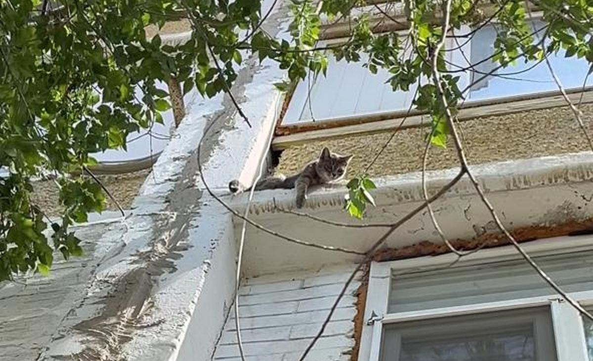 В Актау спасли котенка, просидевшего три дня на плите перекрытия