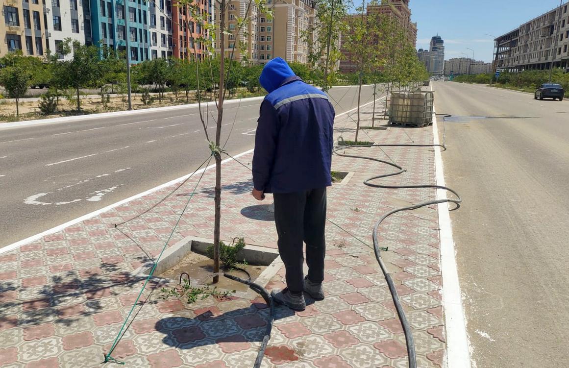 «Нам нужны нормальные озеленители»: ясень и можжевельник почти на 11 миллионов тенге нуждаются в поливе в Актау