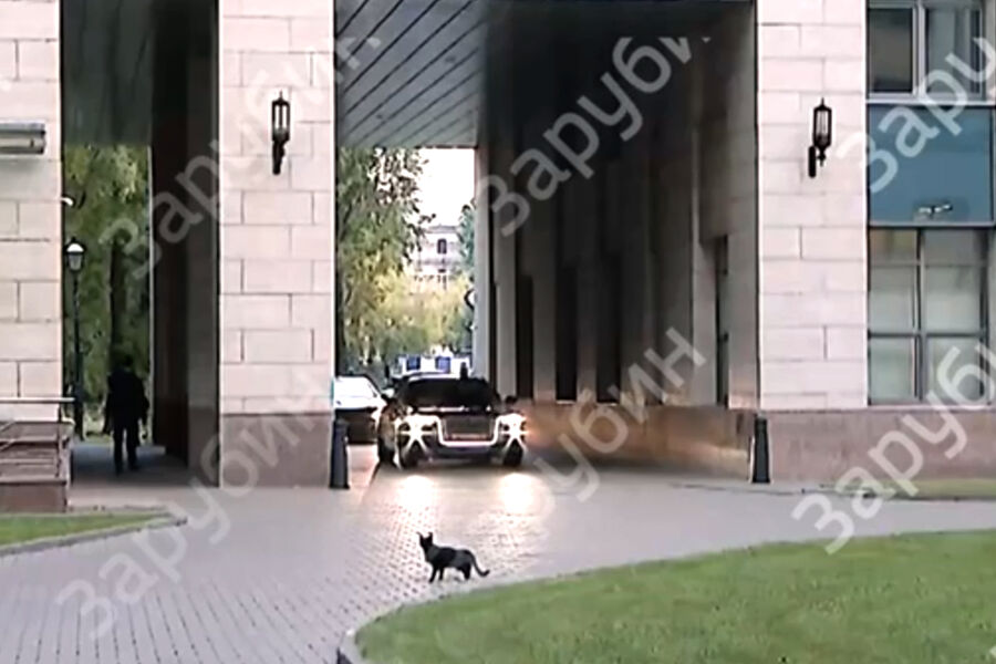 Черная кошка не решилась перебегать дорогу кортежу Путина. ВИДЕО