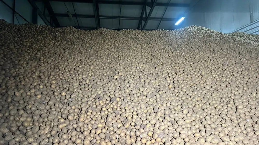 4 килограмма в одни руки: продажу картофеля ограничили на западе Казахстана