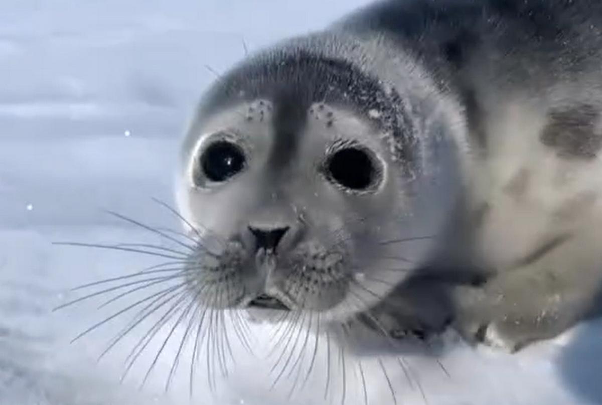 Кадр видео