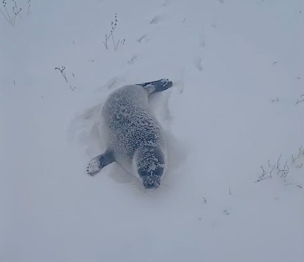 Фото: скриншот из видео очевидца