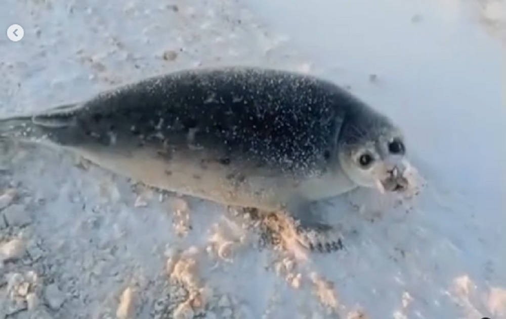 Кадр видео