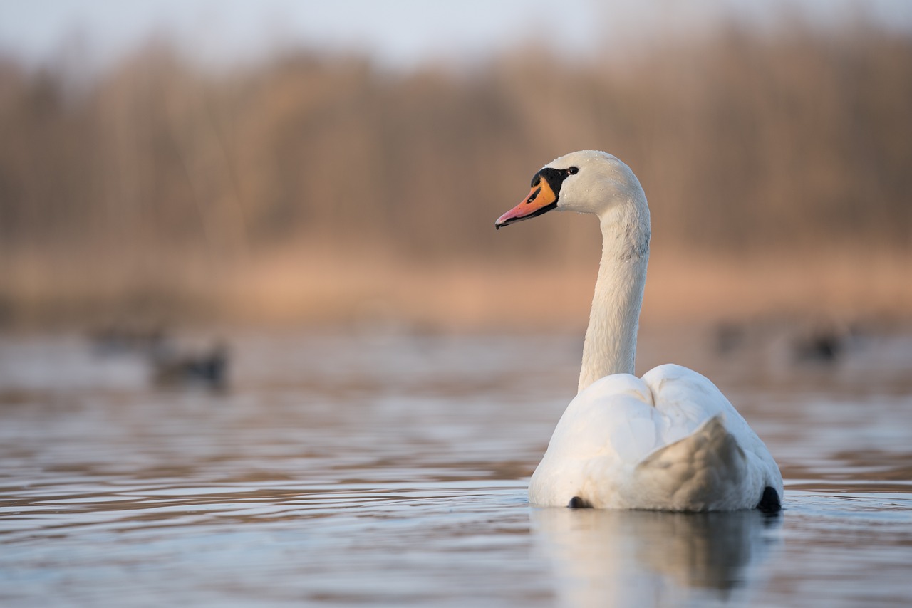 Иллюстративное фото: Pixabay