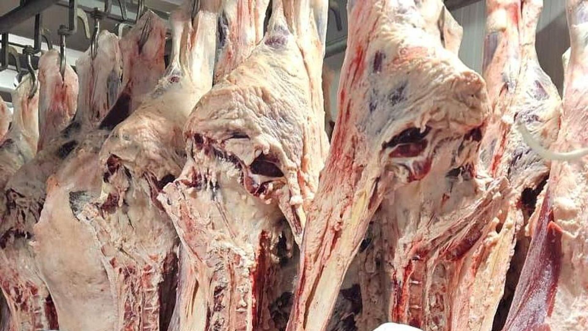 Что на самом деле продают под видом мяса сайгака в Казахстане — и стоит ли это есть