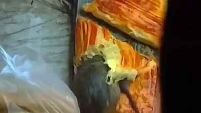В Алматы крысы устроили пир прямо на витрине с самсой на глазах у прохожих (видео)