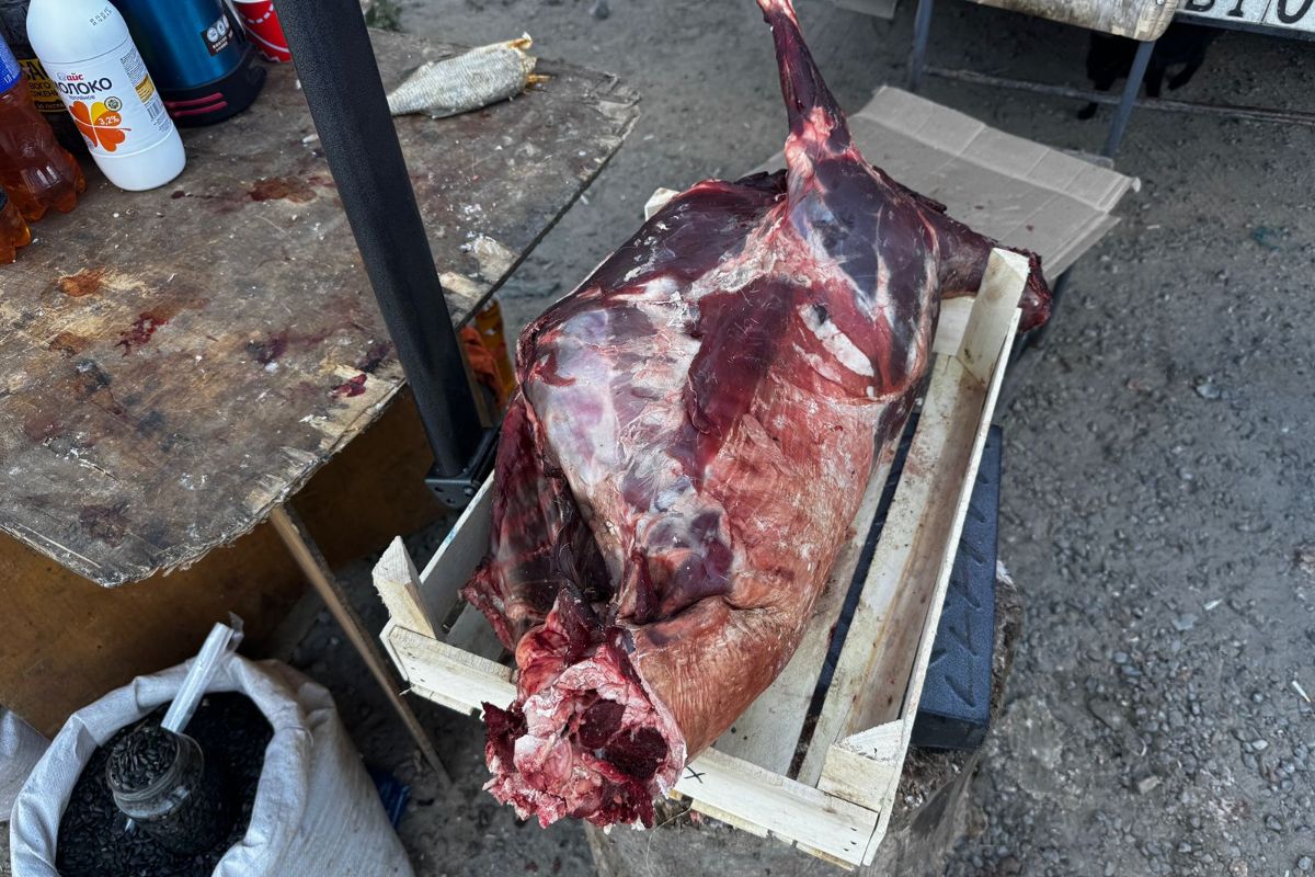 В Атырау начали продавать мясо сайгака