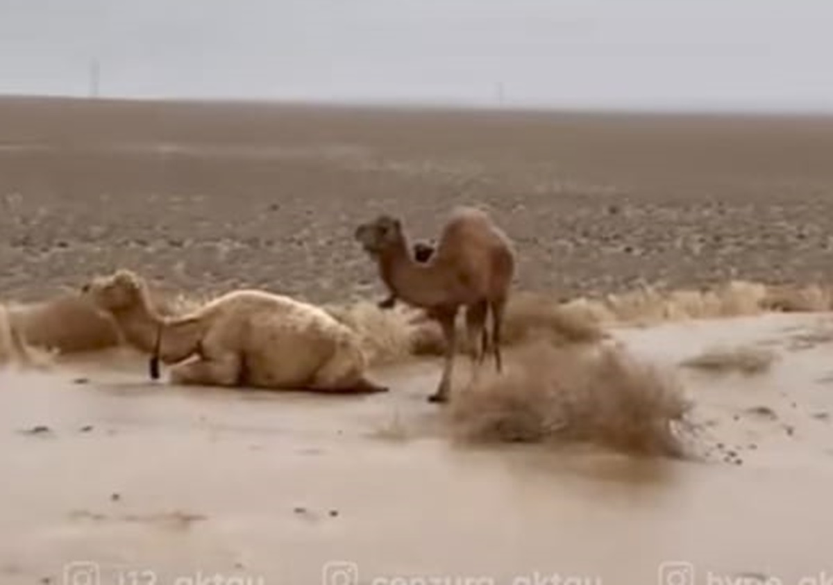 стоп-кадр из видео