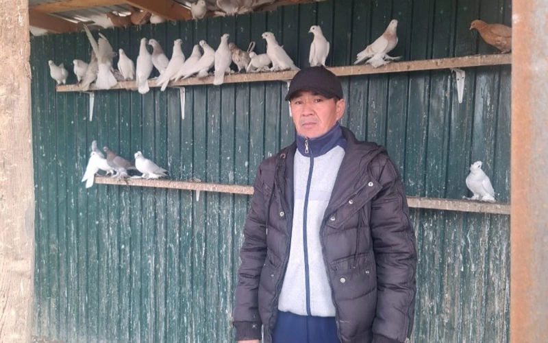 Голубь за 80 тысяч тенге: почему казахстанец отдает такие деньги за крылатых, которые делают сальто в воздухе
