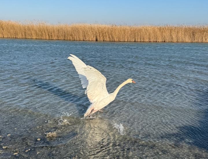 В Мангистау обнаружили ослабленного лебедя