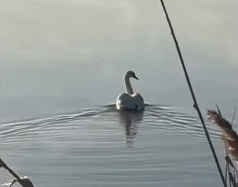 Скриншот из видео