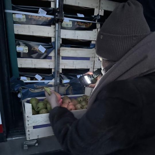 В Мангистау крупную партию бельгийских груш вернули отправителю