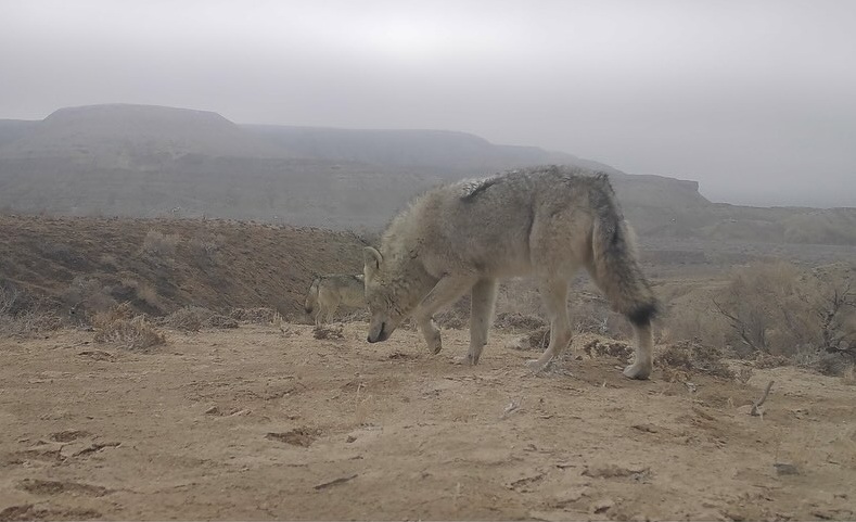 Степь полна жизни – сотрудники заповедника Устюрт делятся кадрами фотоловушек