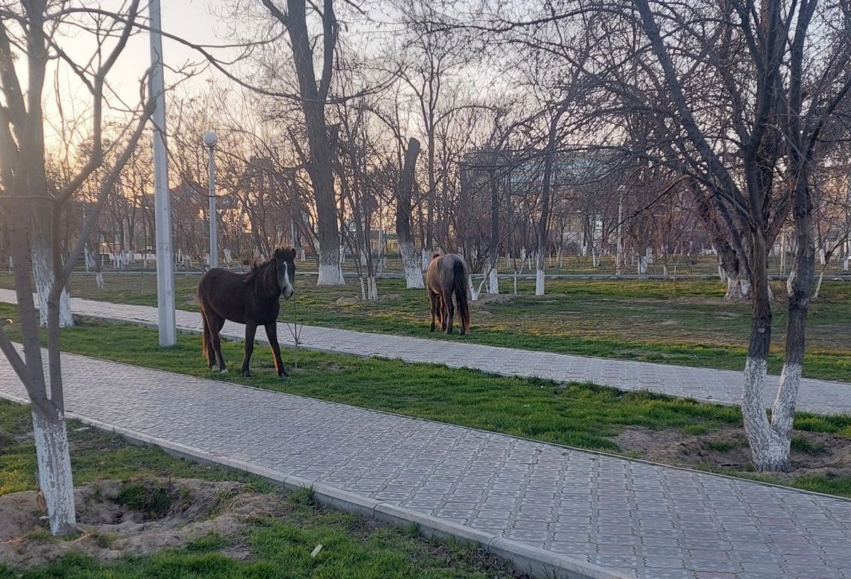 «Где хозяева?» Лошади свободно разгуливают в Актау