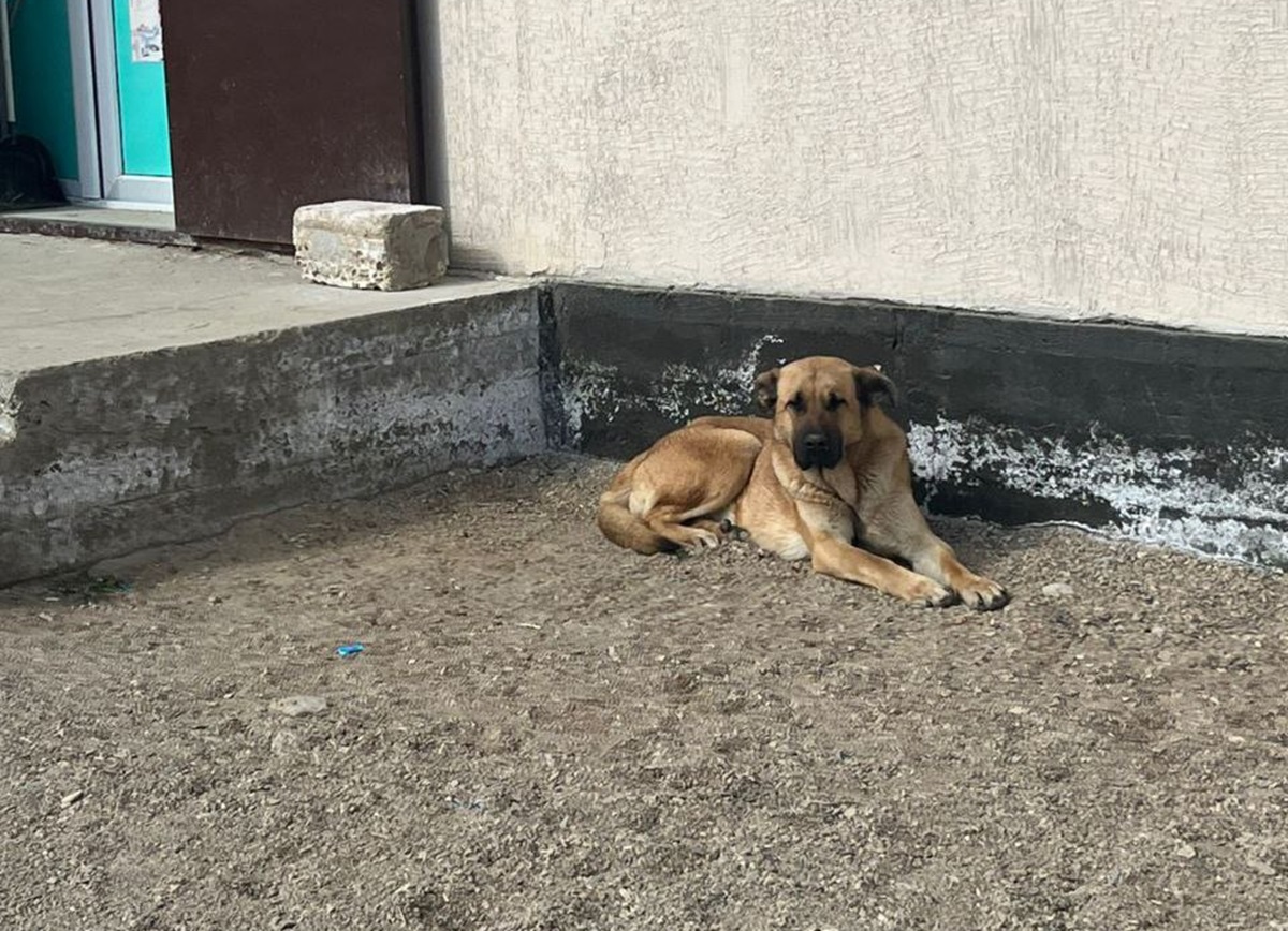 В одном из сельских округов Мангистау отловили более 80 бродячих животных