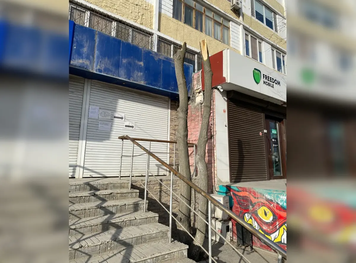 В Актау установили виновных в вырубке деревьев у дома в 7 микрорайоне