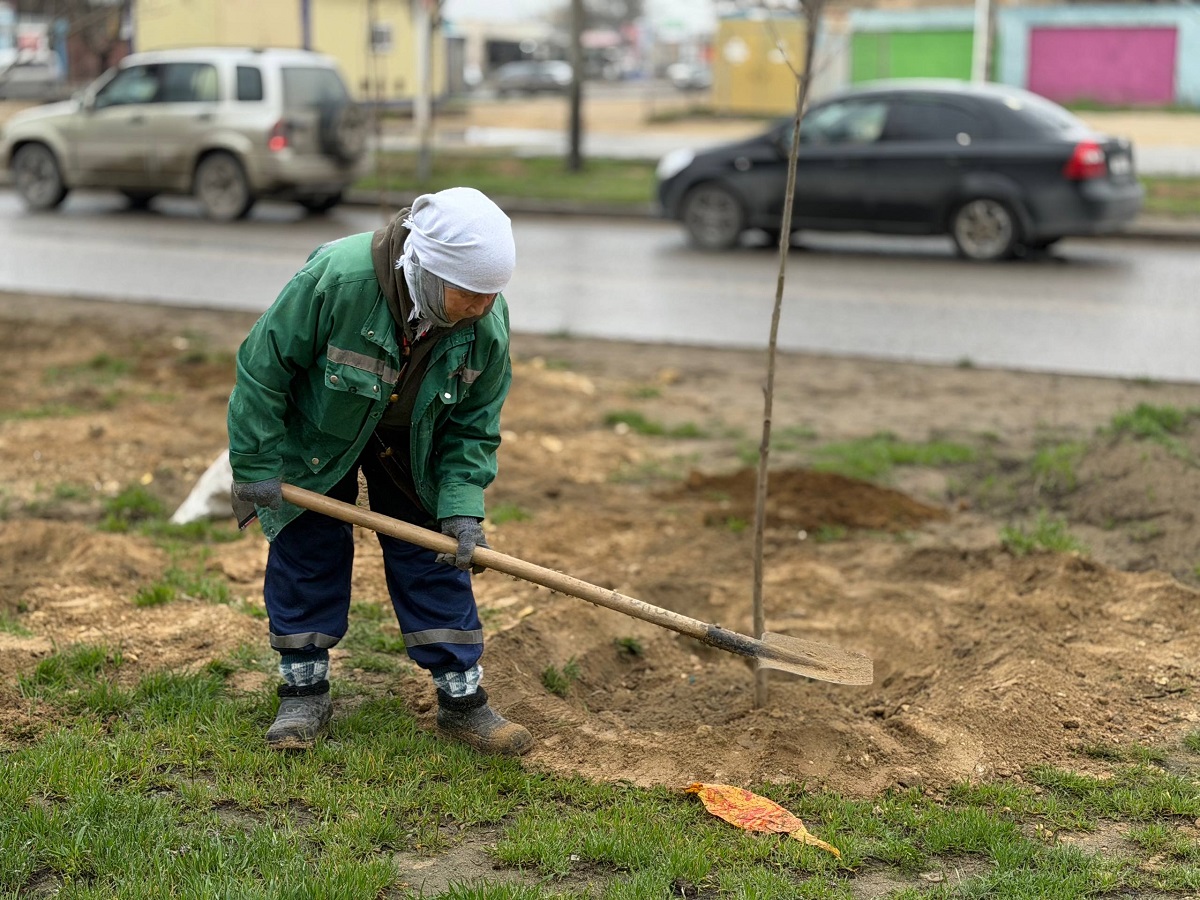 В Актау высадили саженцы ясеня