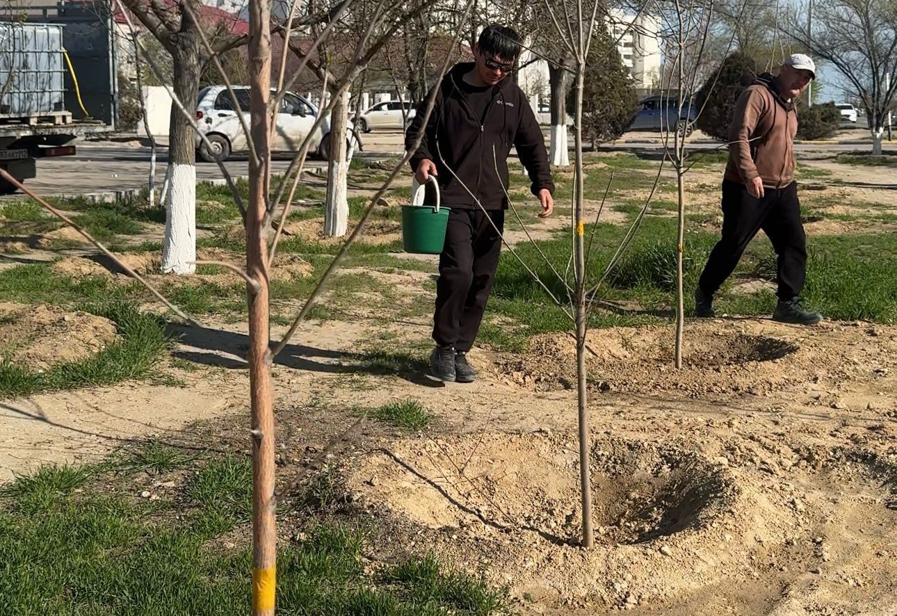 Витамины для саженцев: в Актау борются за приживаемость молодых деревьев