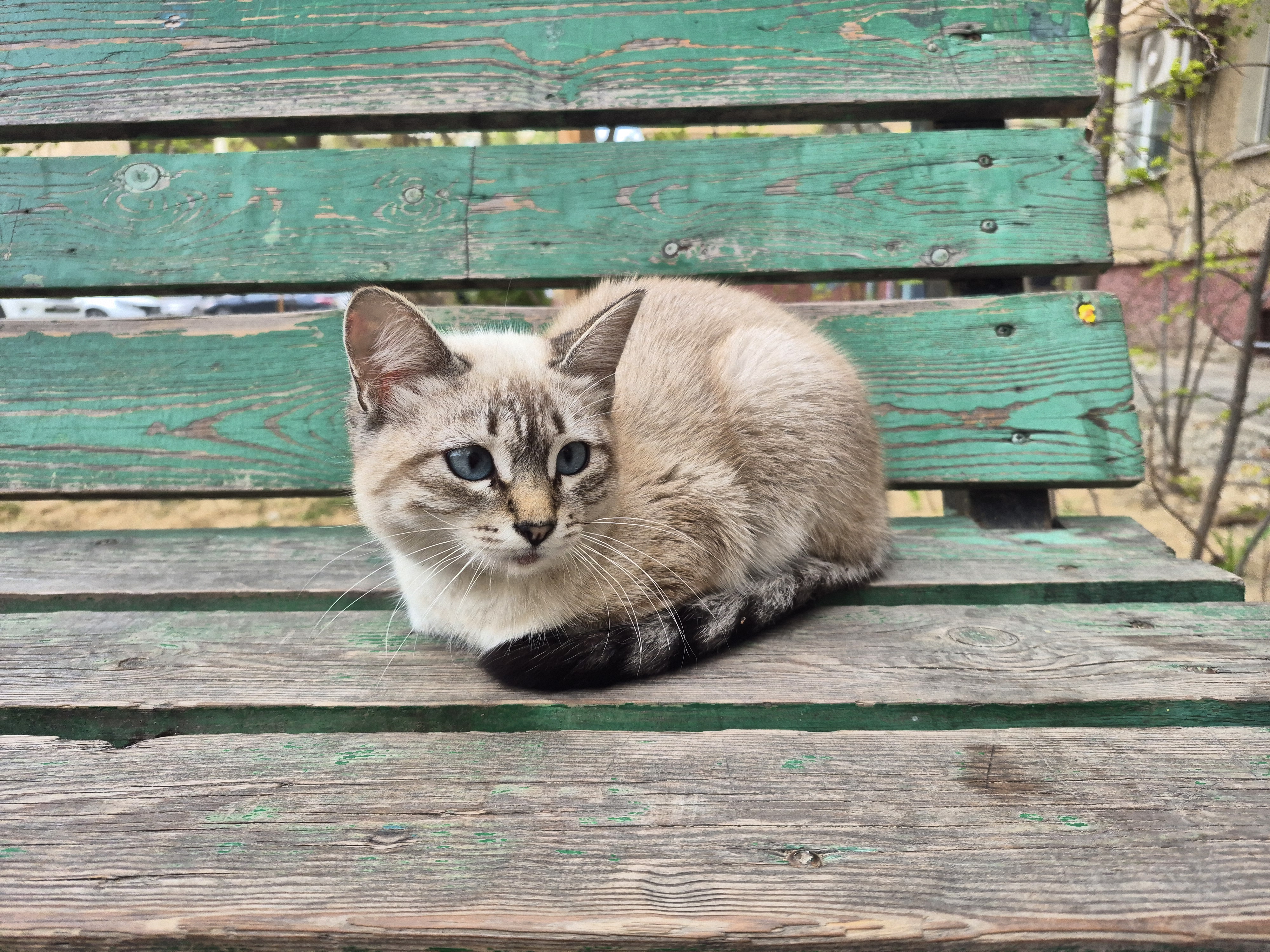 Кошечка (по виду породистая) ищет дом