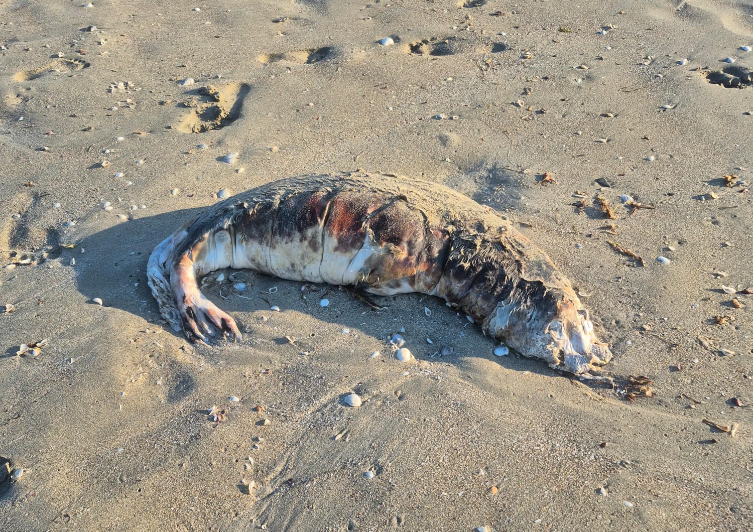 Тайна гибели каспийских тюленей: специалисты Мангистау раскрыли основные версии