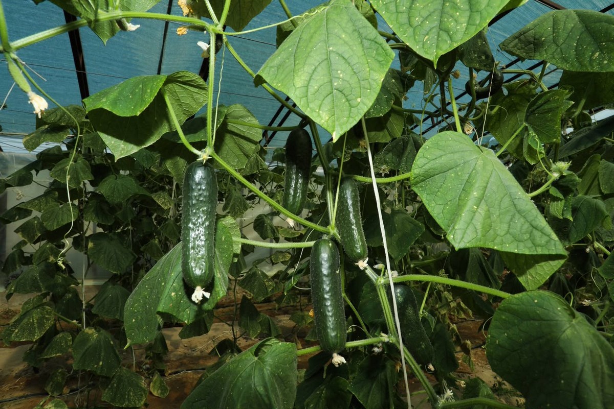 Farmers in Mangystau are turning desert land into productive fields
