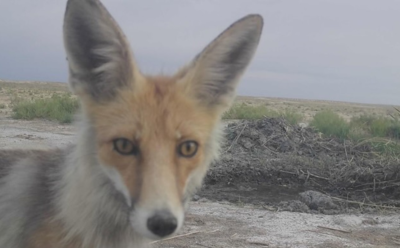 Camera traps reveal wildlife in the Ustyurt Reserve