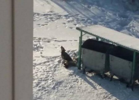 Астанинский Хатико несколько дней не отходит от своего умершего друга