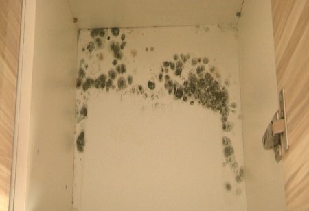 Жители 33 микрорайона Актау пожаловались на плесень и трещины в стенах новых домов