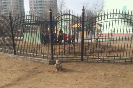 Сова или Филин?