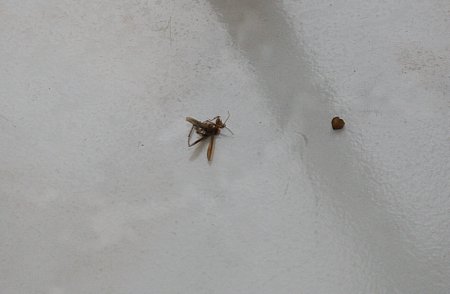 Родители учеников школы №6 Актау пожаловались на тараканов в столовой