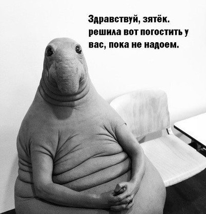 Новый мем Ждун взорвал Рунет