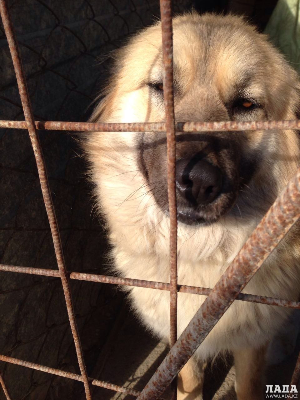Волонтеры: Проблему бродячих собак в Актау может решить стерилизация .