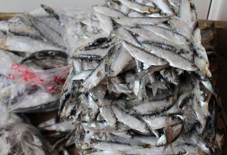 Специалисты отдела рыбного хозяйства Мангистау опровергли слухи об исчезновении кильки на Каспии