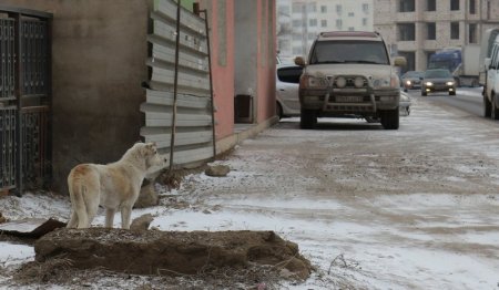 Жители Мангистау пожаловались на бродячих собак в жилых массивах