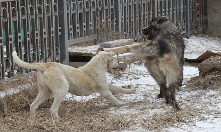 Жители Мангистау пожаловались на бродячих собак в жилых массивах