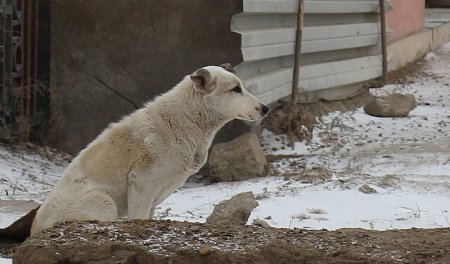 Жители Мангистау пожаловались на бродячих собак в жилых массивах