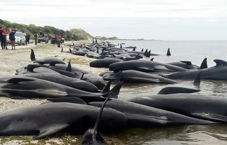 Еще около 200 дельфинов-гринд выбросились на берег в Новой Зеландии
