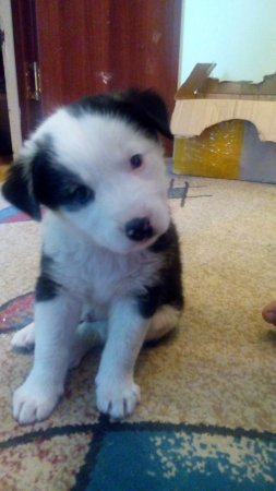 Волонтеры: Проблему бродячих собак в Актау может решить стерилизация животных