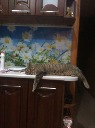 Конкурс от Lada.kz в честь Международного дня кошек