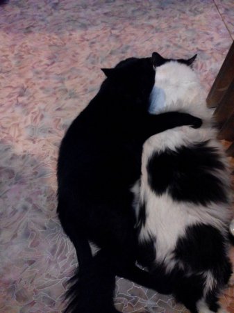 Конкурс от Lada.kz в честь Международного дня кошек