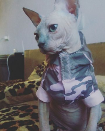 Конкурс от Lada.kz в честь Международного дня кошек