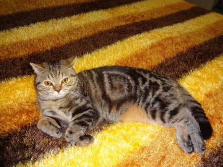 Конкурс от Lada.kz в честь Международного дня кошек