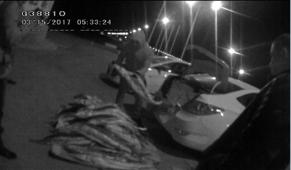 Жителя Актау задержали с рыбой осетровых пород весом свыше 230 килограммов