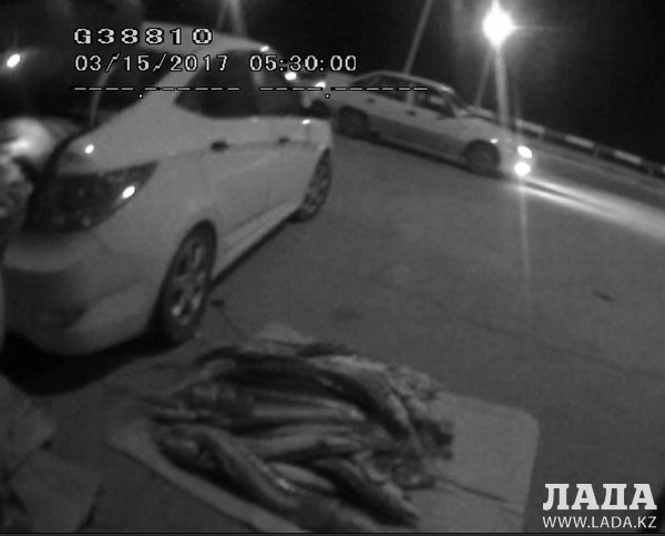 Жителя Актау задержали с рыбой осетровых пород весом свыше 230 килограммов