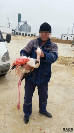 Птичку жалко