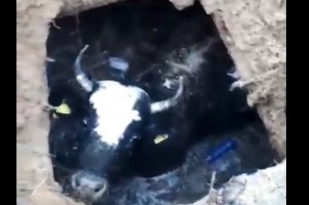 В селе Сайын корова упала в канализацию ВИДЕО
