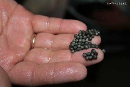 В Атырау из огромной "царь-рыбы" сцедили 30 килограммов икры